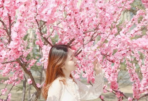  鲜花高清系列图片，绽放的美丽与生命的力量--第1张