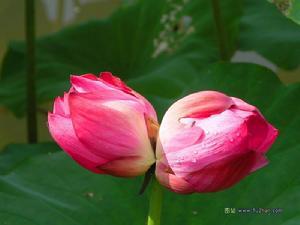  并蒂莲花精灵王清明无霜，莲之双生花，清明无霜与无霜清明-精灵王的故事--第1张