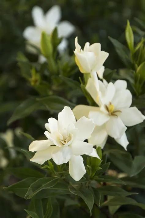  石楠花的花语，坚韧、永恒的爱与死亡之美--第1张