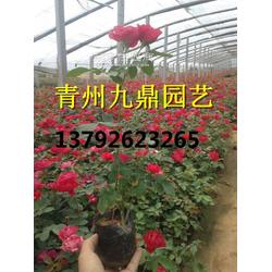  在我附近哪里有卖花的地方，附近哪里可以购买鲜花？--第1张