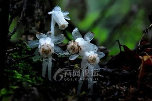  水晶兰为什么被叫幽灵之花--第1张
