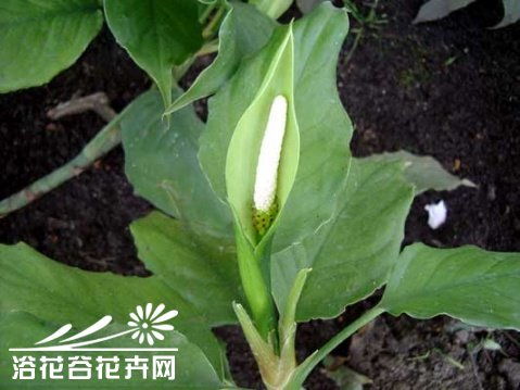  广东万年青开花图片，广东万年青开花美艳图片欣赏--第1张