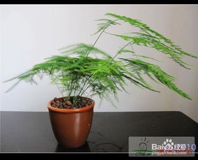  文竹的特性及养护方法--第1张