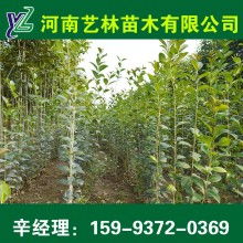  苗木采购，从选择到采购的全方位指南，苗木采购全攻略，从选择到采购的全方位指南--第1张