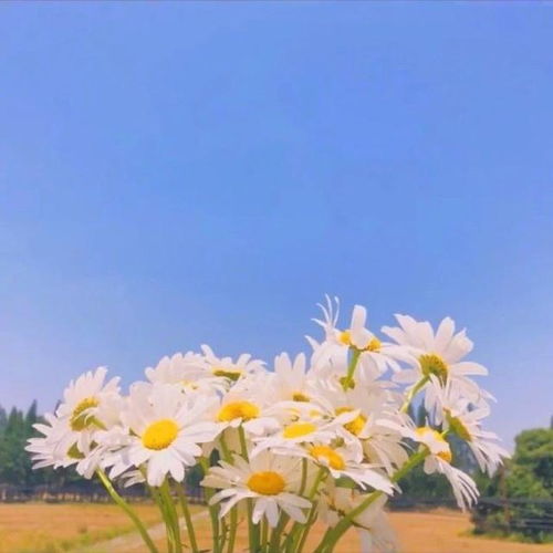  雏菊花语——生命、纯洁与希望，雏菊花语，生命、纯洁与希望的花语解读--第1张