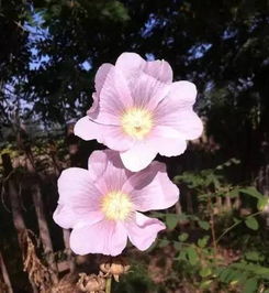  已婚夫妻送什么花，已婚夫妻适合送的鲜花，幸福美满永结同心--第1张