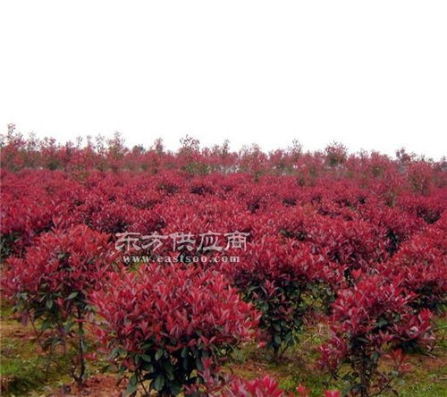  红花继木球是乔木还是灌木--第1张