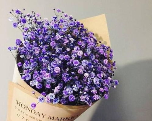  满天星的颜色、花语与寓意，浪漫、温馨与陪伴的颜色、花语与寓意--第1张