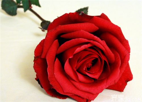   8朵玫瑰花代表什么意思，8朵玫瑰花代表深深歉意或特别感谢的意思。--第1张