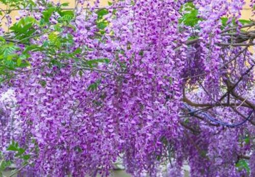  紫藤花的寓意和象征，紫藤花的寓意和象征，生命永恒，坚韧不拔，对爱情的执着追求。--第1张