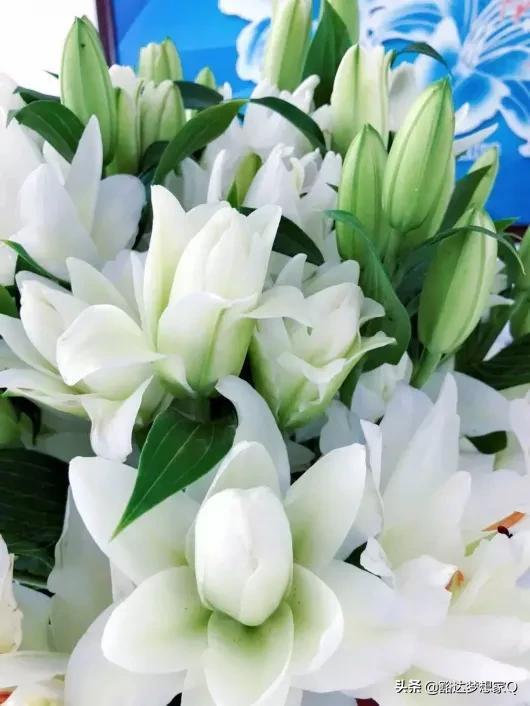  百合花图片大全大图，美丽绽放，诠释生命之花，百合花之美，生命之花的诠释与绽放--第1张