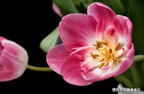  短剧我思念的她全集观看——一段深情难忘的回忆，深情回忆，短剧我思念的她全集观看--第1张