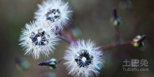  各种植物种子的传播方式--第1张