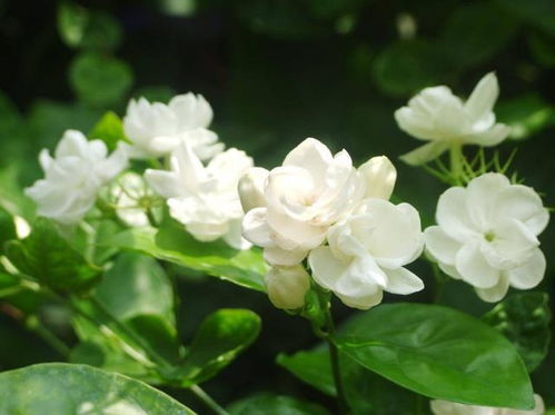  茉莉花图片，自然之美与清雅之香的完美结合，茉莉花与自然之美的完美融合，茉莉花图片欣赏--第1张