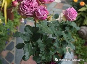  月季花冬天怎么修剪过冬，月季花冬季修剪方法，轻剪、短截、疏剪结合，促进来年花繁色艳--第1张