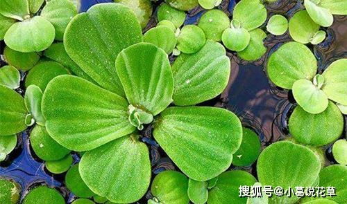  水生植物品种大全，水生植物品种大全，荷花、睡莲、浮萍等精选品种介绍--第1张