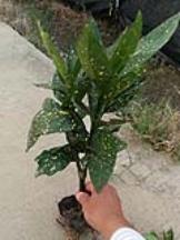  最新苗木价格表，市场行情与种植建议，最新苗木价格表，市场行情与种植建议的详细解读--第1张