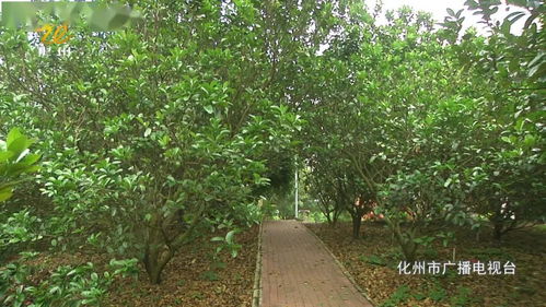  52种常见灌木绿化，打造绿色生态家园，打造绿色生态家园，52种常见灌木绿化植物的选择--第1张