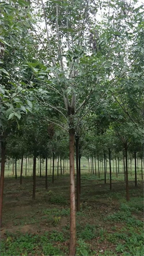  白蜡树价格多少钱一棵，白蜡树价格多少钱一棵，白蜡树价格及种植前景分析--第1张