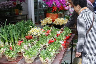  花卉市场批发各种花--第1张