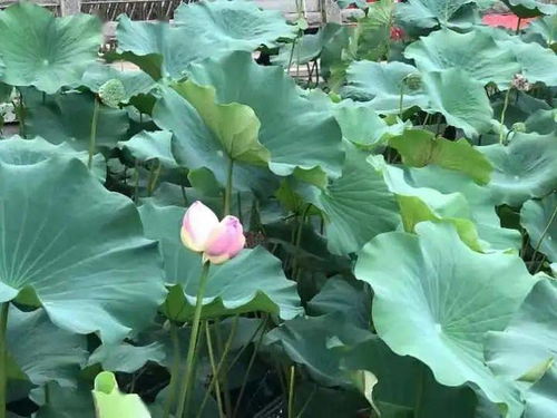  并蒂莲打一成语，并蒂莲花开盛世--第1张