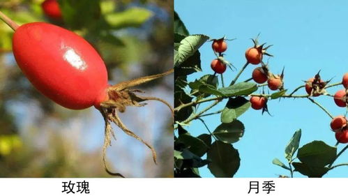  网上怎么买到真正的玫瑰花，网上怎么买到真正的玫瑰花，玫瑰花购买指南--第1张