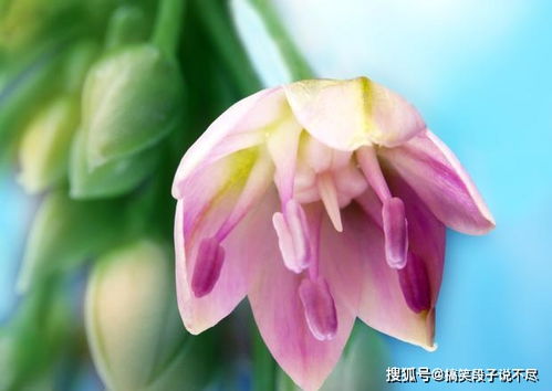  中国214鲜花速递网，传递爱与美好的使者，中国214鲜花速递网，传递爱与美好的使者，传递幸福的花朵。--第1张