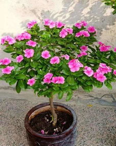  什么花一年四季开花又最好养--第1张
