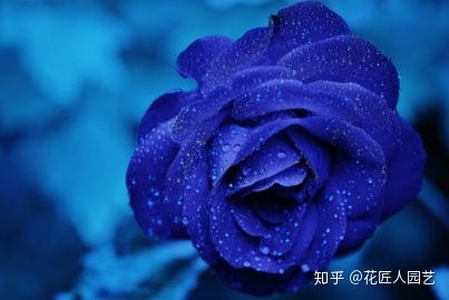  九朵蓝色妖姬的花语--第1张