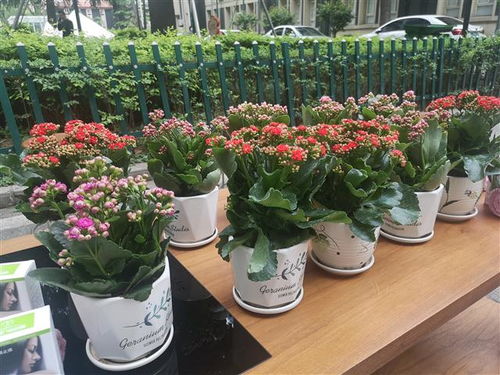  深圳鲜花网店，传递美丽与温馨的在线平台，深圳鲜花网店，打造美丽与温馨的在线传递平台--第1张