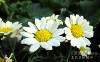  白雏菊花语是什么，白雏菊花语，纯洁、优雅、善良，象征着美好的爱情。--第1张