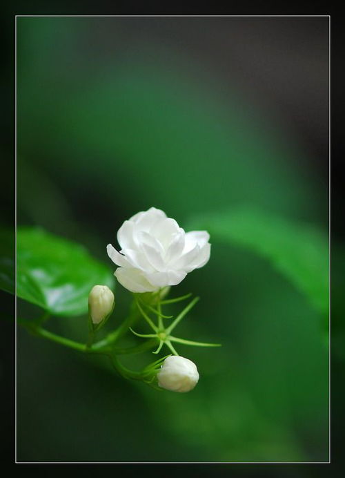  一朵花的图片，生命之美的象征，一朵花的图片，生命之美的象征与寓意--第1张