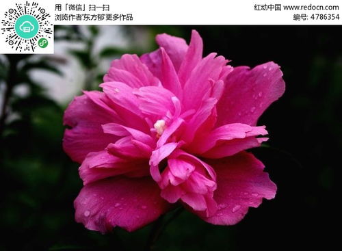  木槿花图片高清，美丽与坚韧的完美结合--第1张