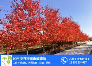  秋枫树30一40公分价格，秋枫树价格，30-40公分规格的价格是多少--第1张