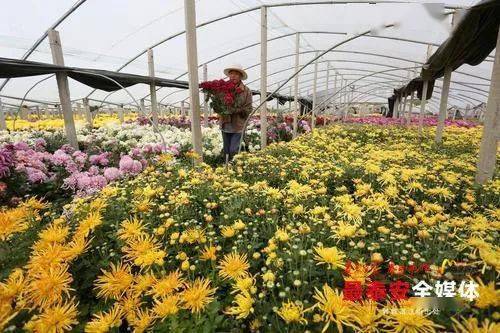  免费花卉苗木求购网——一站式采购平台，轻松找到优质供应商，免费花卉苗木求购网——一站式采购平台，轻松采购优质苗木供应商--第1张