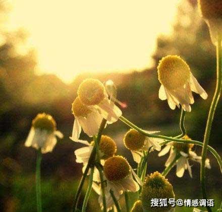  为自己而活的花——生活的真谛与自我价值的探索，为自己而活的花——探索生活的真谛与自我价值--第1张