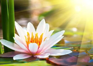  莲花图片，美丽与智慧的象征，莲花图片，美丽与智慧的象征之谜--第1张