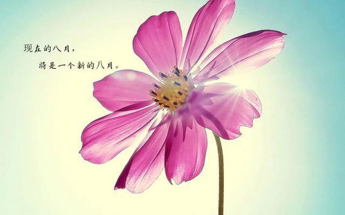  漂亮花朵图片大全，漂亮花朵图片大全，四季花卉之美，赏花摄影的最佳选择--第1张