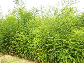  江苏苗木求购信息网——一站式苗木采购平台，江苏苗木求购信息网——一站式采购平台，满足您的苗木采购需求--第1张