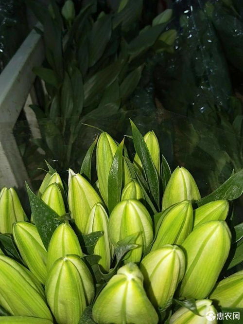  昆明斗南鲜花批发价格表--第1张