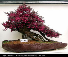  红花继木盆景，红花继木盆景，展现自然之美的小巧艺术品--第1张