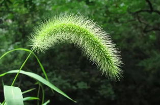  狗尾巴草--第1张