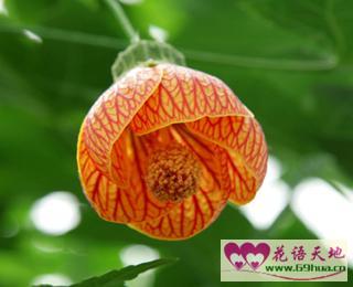  道歉花代表--第1张