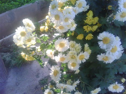  小雏菊花语图片，传递温馨与美好的使者--第1张