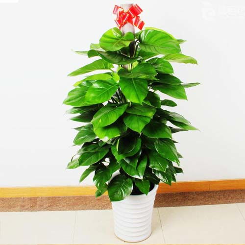  绿植批发网，一站式绿植采购的便捷平台--第1张