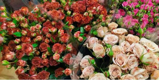  各种鲜花的美丽与魅力，各种鲜花的美丽与魅力之玫瑰花篇--第1张