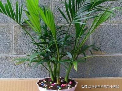  散尾葵怎么养，新手养植散尾葵的技巧--第1张