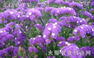  勿忘我的养护技巧，让你的花园更美丽--第1张