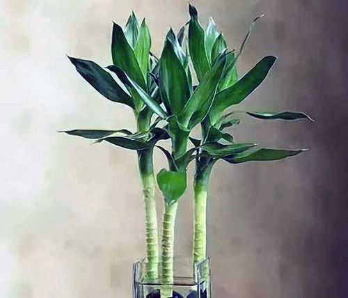  适合客厅又旺宅的植物，适合客厅又旺宅的植物有，绿萝、吊兰、君子兰、发财树、常春藤、虎皮兰等。这些植物不仅适合在客厅中种植，还能为家居环境带来生机与活力，同时还能促进家居风水运势的提升。--第1张