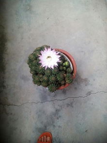  仙人掌开花是好兆头吗，仙人掌开花是好兆头吗？--第1张
